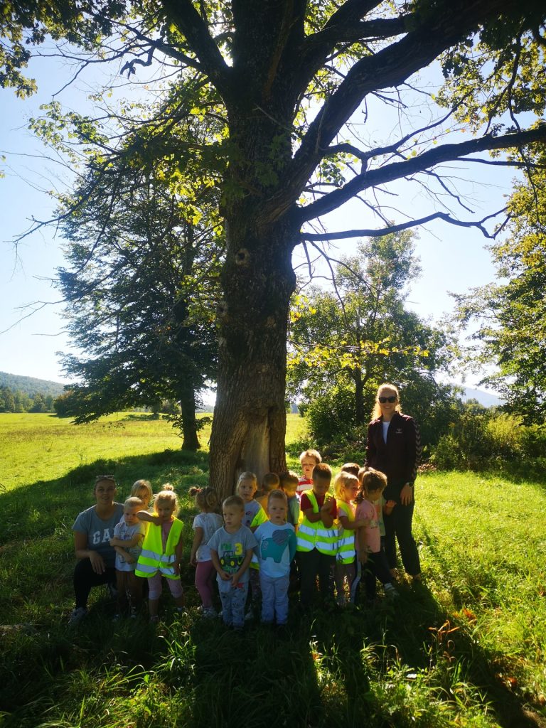 Pikapolonice na gozdnem raziskovanju
