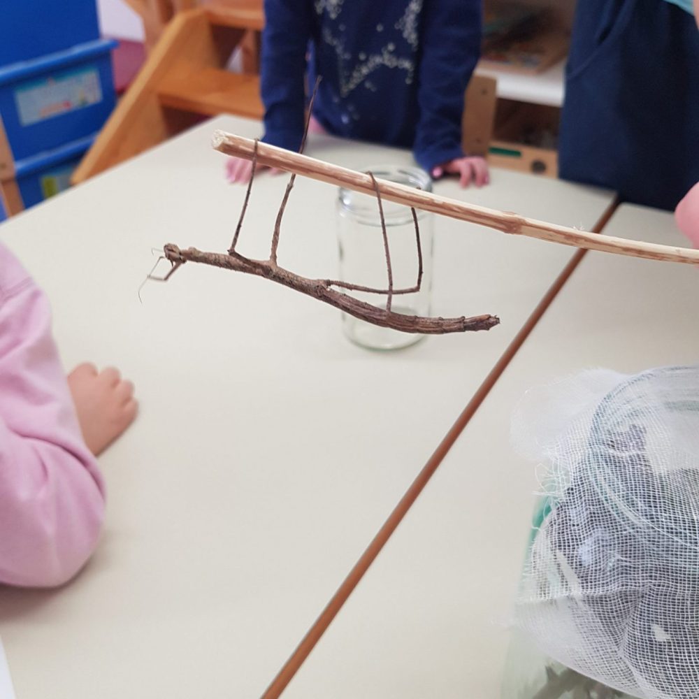 Zajčki in spoznavanje paličnjakov