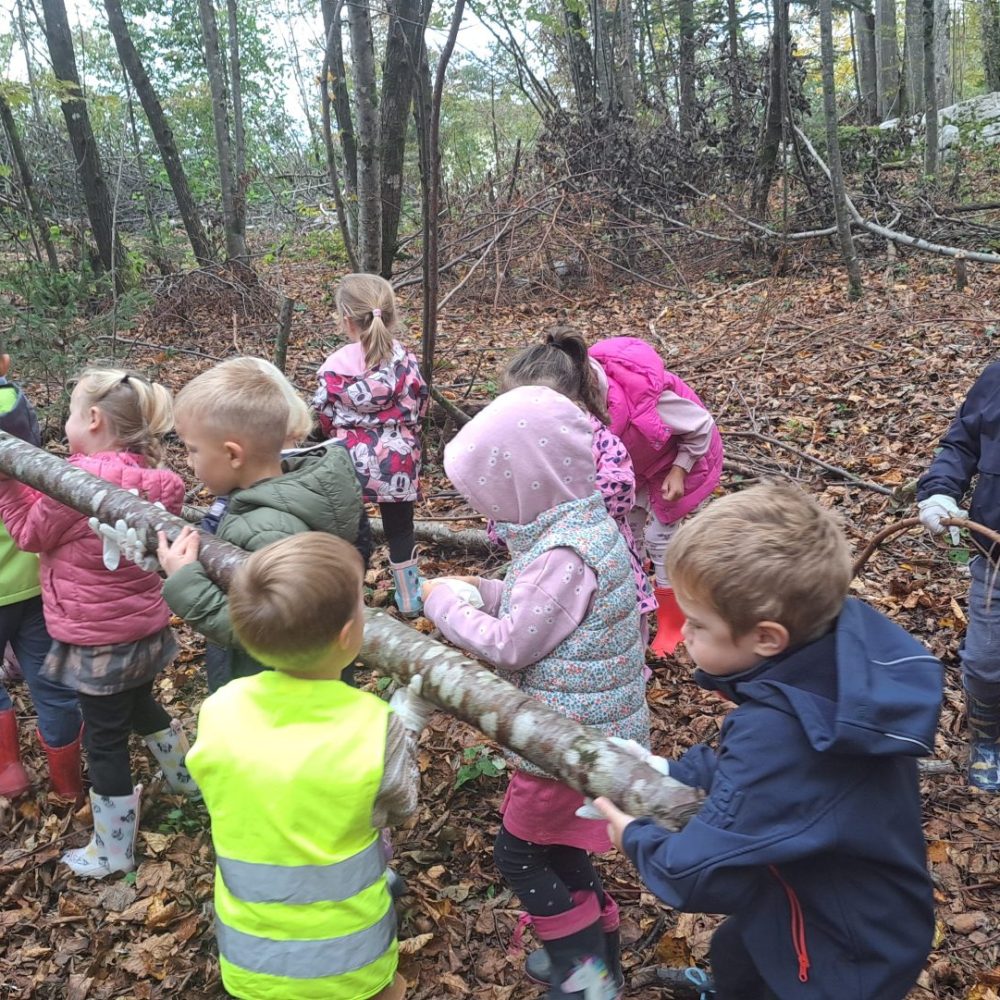 Kaj vse najdemo v gozdu?