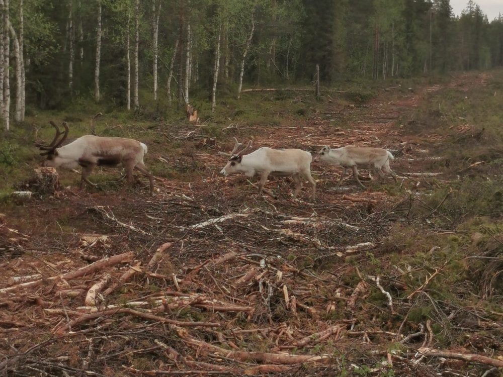 FINSKA-Strukturiran tečaj
