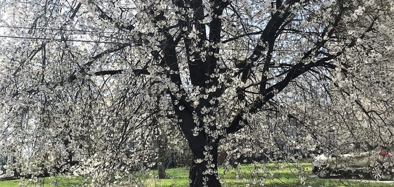 Pomlad in prazniki v skupini Muce