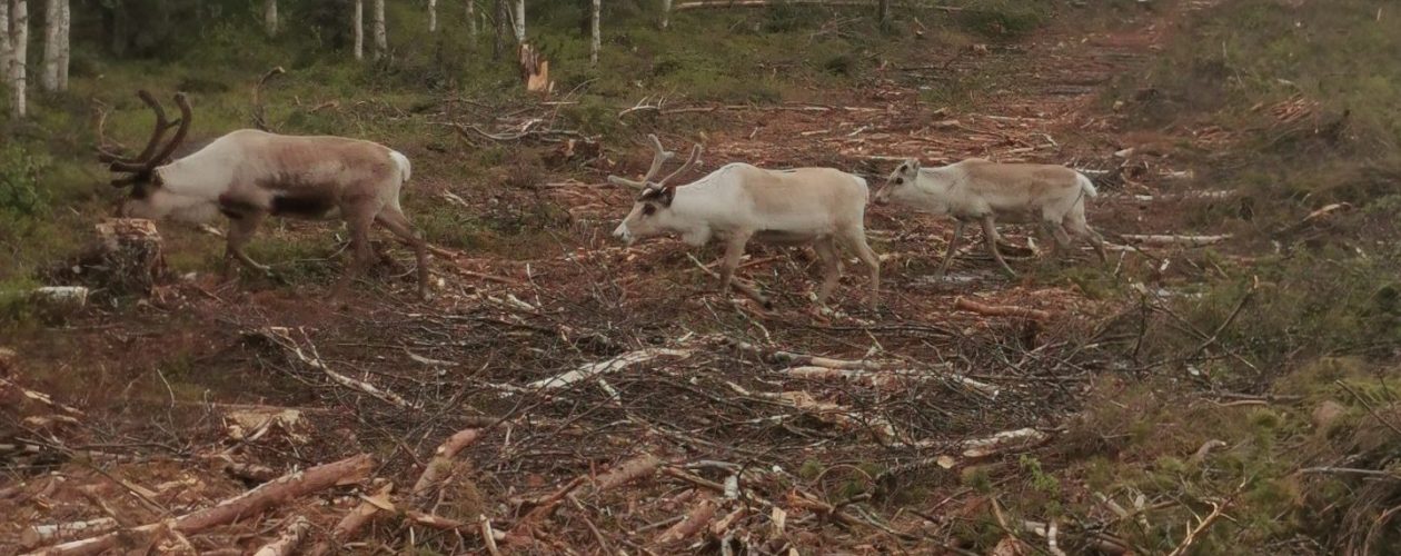 FINSKA-Strukturiran tečaj