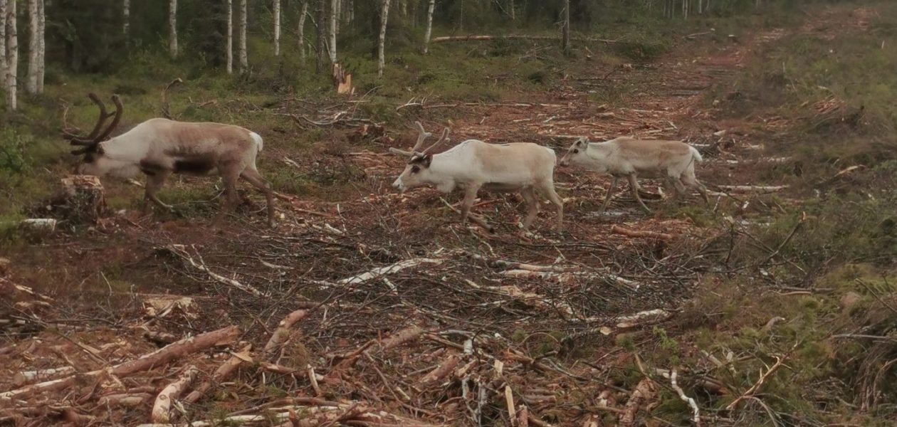 FINSKA-Strukturiran tečaj