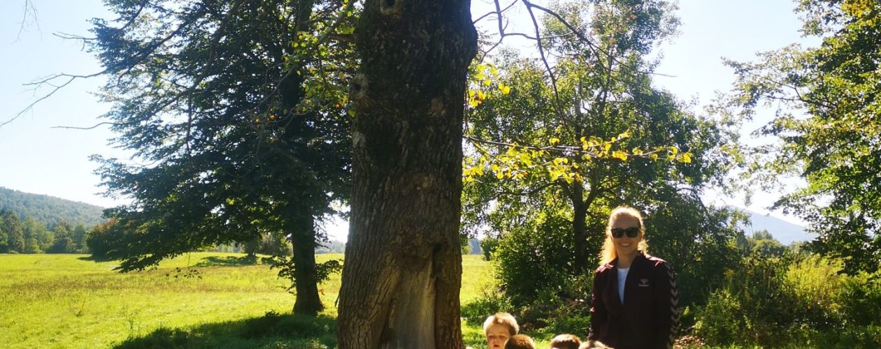 Pikapolonice na gozdnem raziskovanju