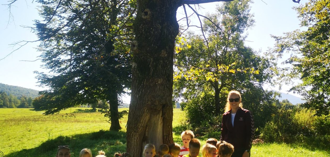 Pikapolonice na gozdnem raziskovanju